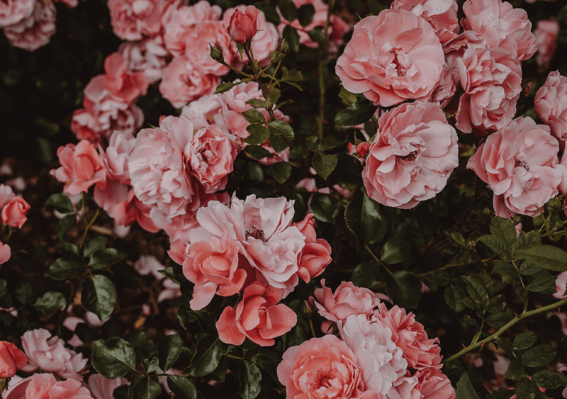 Дворы и дворовая территория. ТОП-5 самых красивых проектов озеленения в России — Всеостройке.рф